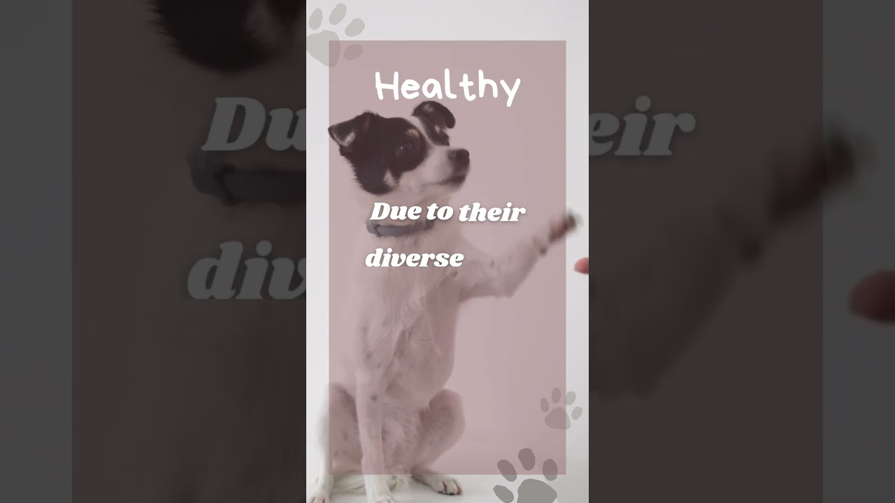 5 Reasons Why We Should Adopt Aspin Dogs ♥️