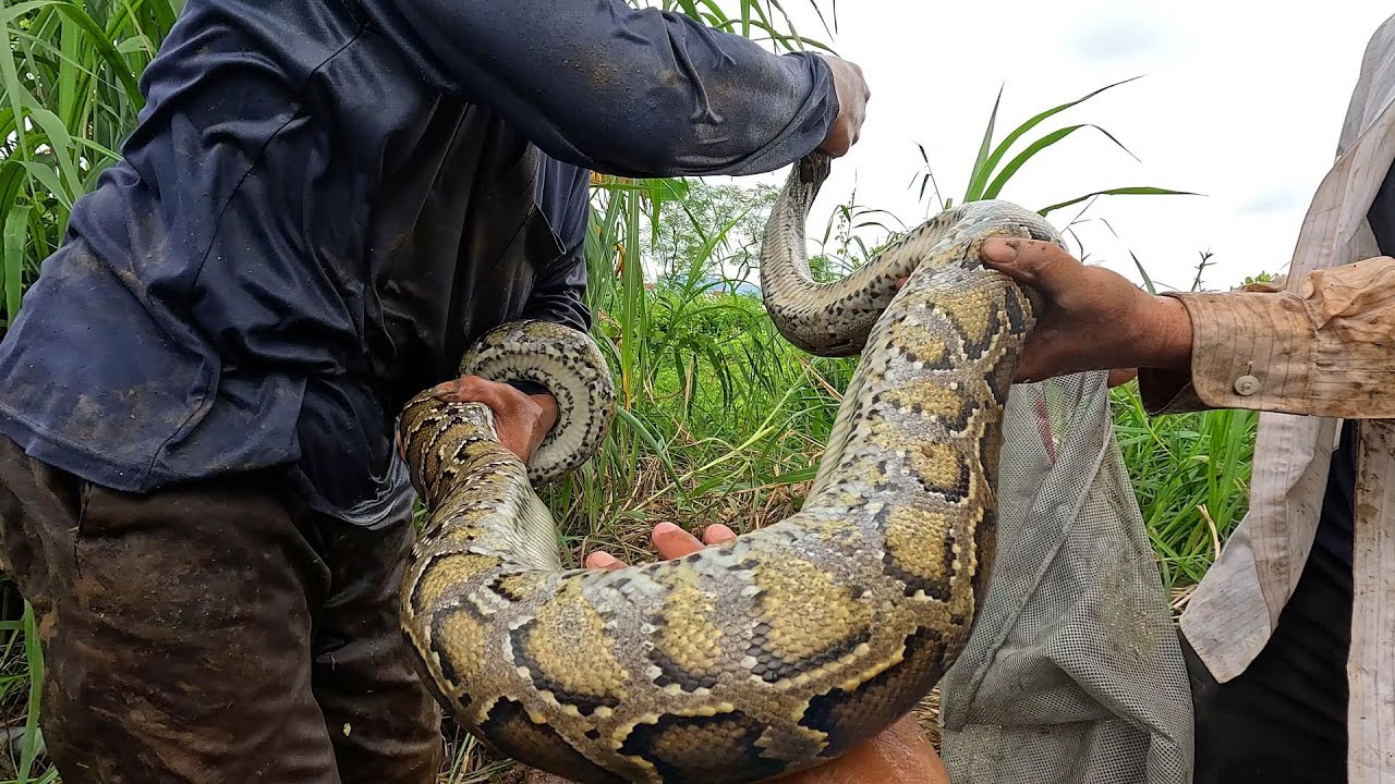 Cuối Cùng Cũng Bắt Được Con Trăn Tinh Này | Mười Thương SB