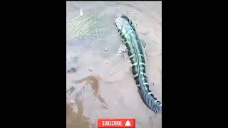 Download Lagu #toman #tomanmonster #viral sungei liar #borneo MP3