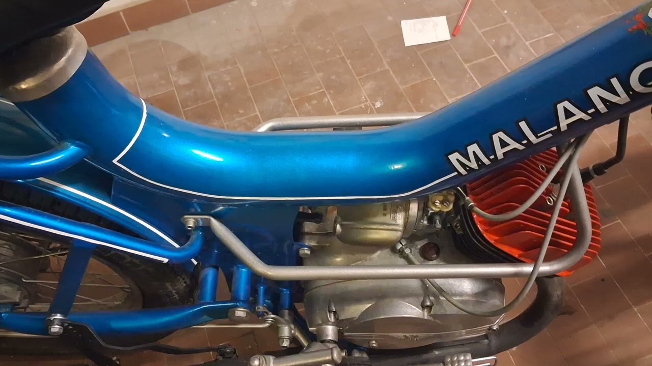 Malanca tigre 17