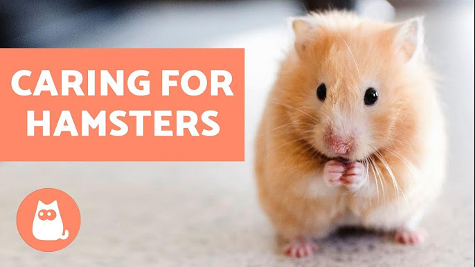 ALL ABOUT HAMSTERS 🐹 Hamster Care, Diet & More 