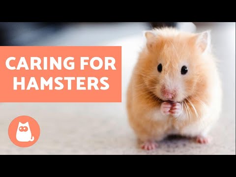 Video: Hoe zorg je op de juiste manier voor een dzungarik-hamster?