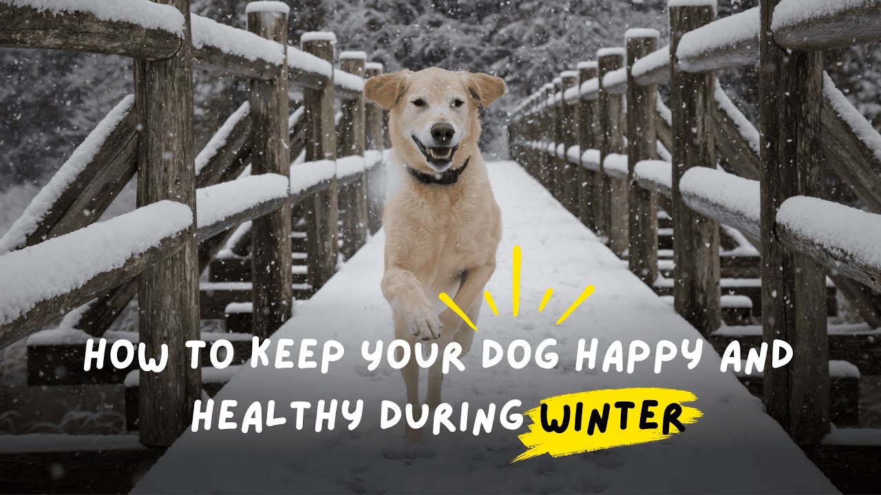 How to Keep Your Dog Happy and Healthy During Winter - YouTube