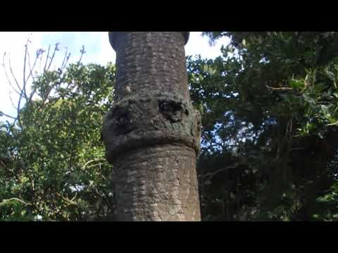 Video: Brazilská Araukárie