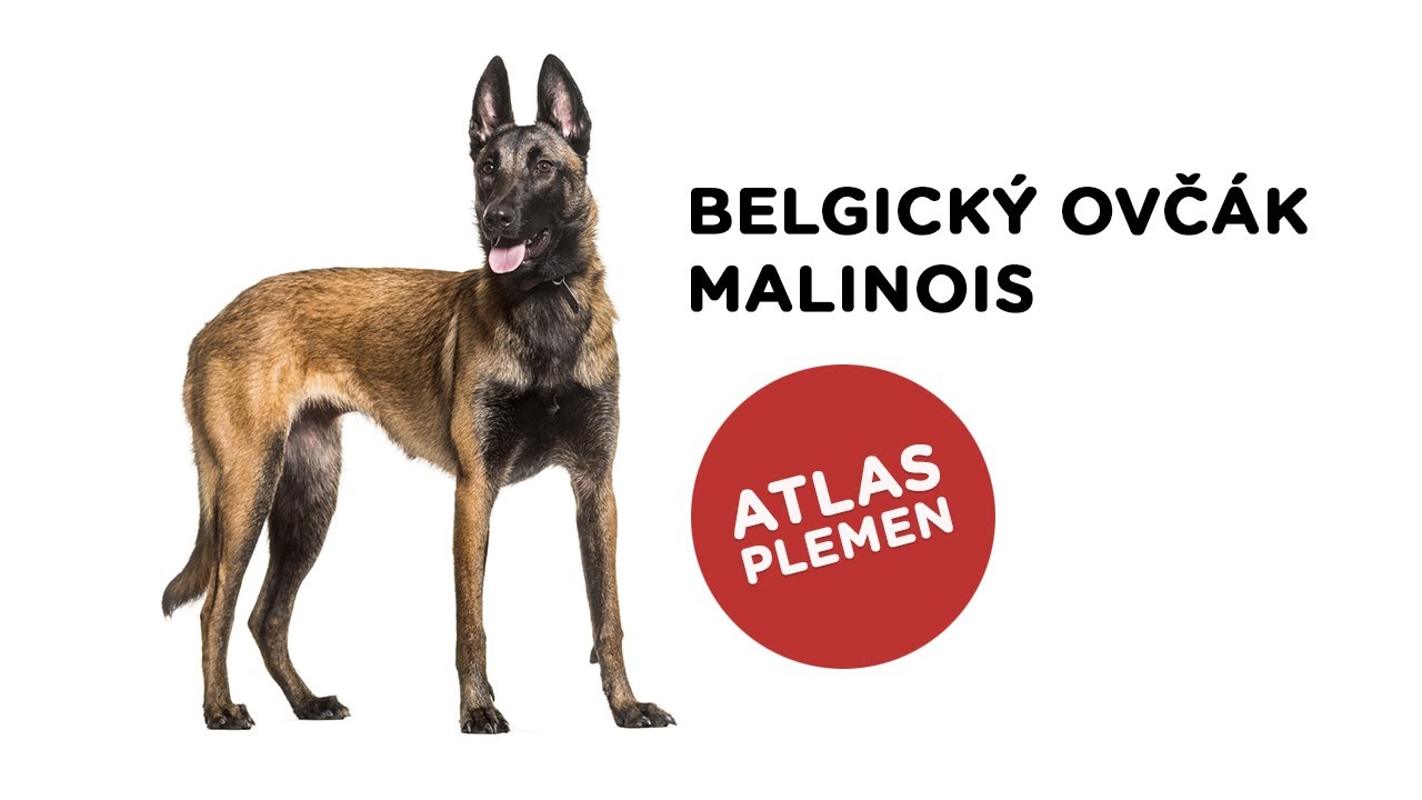Belgický ovčák malinois - Atlas plemen - Tlapka TV