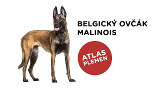 Belgický ovčák malinois  Atlas plemen  Tlapka TV
