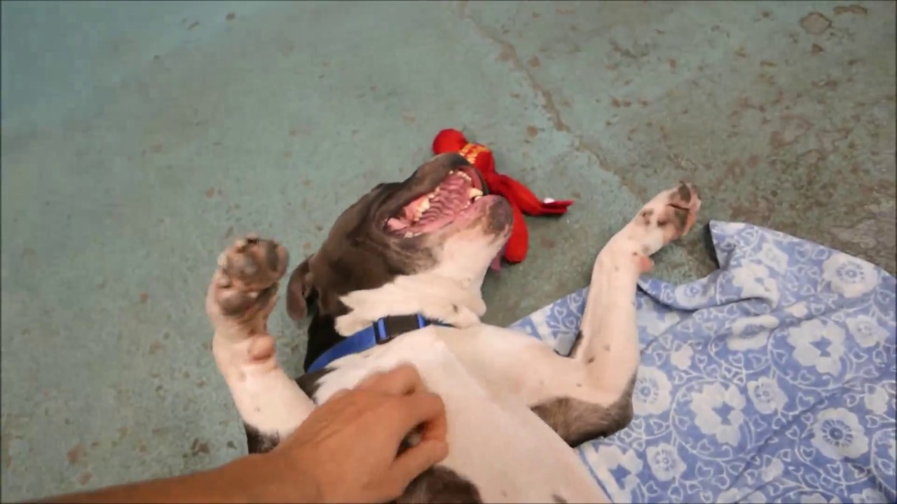 JCole - A1126267 - Brooklyn ACC camera iphone 8 plus apk