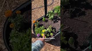 Garden tour part 2/4 #zone7 #gardentour