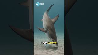 O Tubarão Que "Enxerga" Corações e Esconde um Defeito BIZARRO!