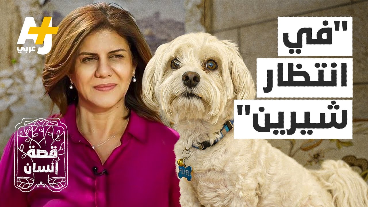 ما حكاية القطة التي اختفت بعد اغتيال شيرين أبو عاقلة؟