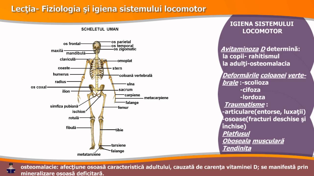 sistemul locomotor)