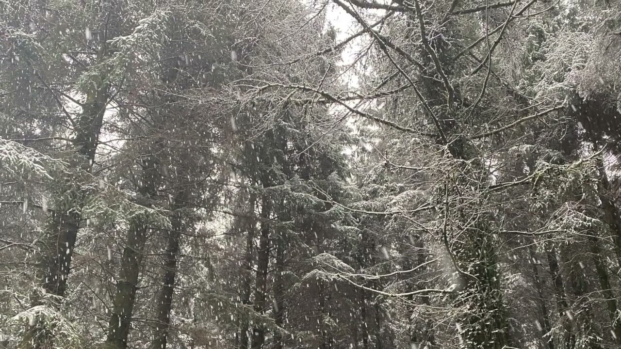 Green Canopy - 04 February Rising