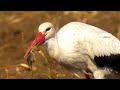 White stork swollows voles חסידות לבנות ונברנים bocian biały Weißer Storch bílý čáp اللقلق الأبيض