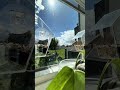 Delighted to find birds at the new window feeders🐦🌞🤎 #birdfeeder #trending #shorts #birds #plants