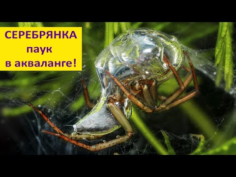 Серебрянка: как живёт подводный паук?