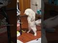 videos graciosos de gatos