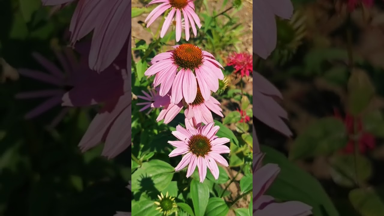 🍃Секреты ЭХИНАЦЕИ Пурпурной: Польза и противопоказания. Что нужно знать каждому!