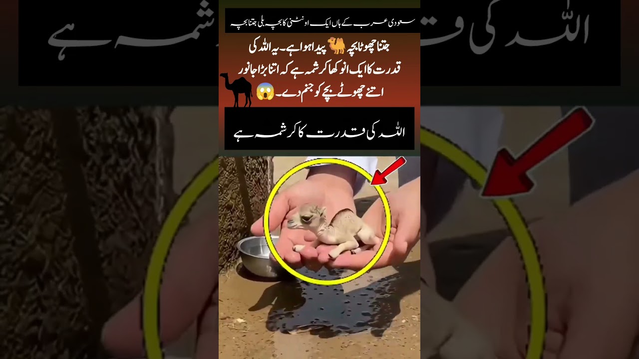 A tiny desert miracle: newborn camel calf’s first sip
