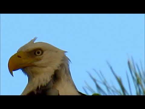 camera iphone 8 plus apk 11-12-17 Pair of eagles