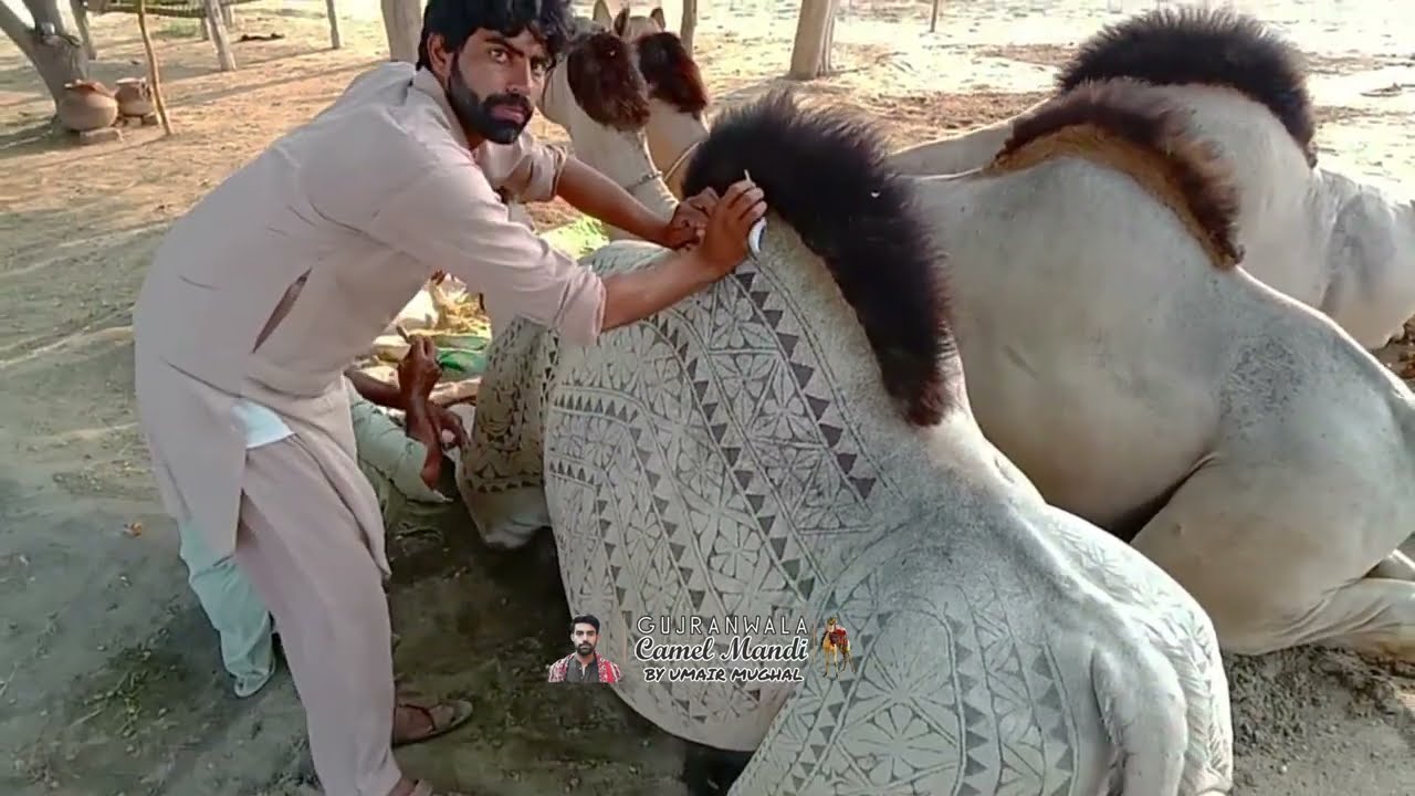 CAMEL FARMING IN PAKISTAN BIGGEST CAMEL OF PAKISTAN