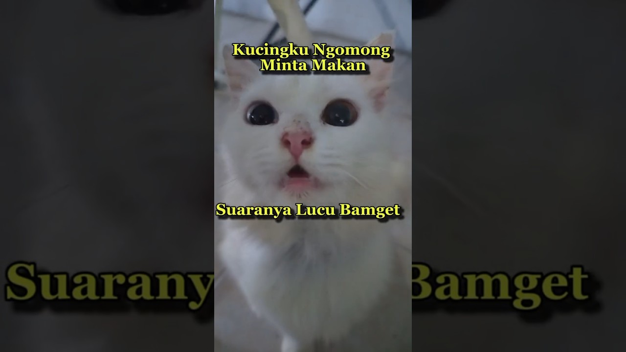 Suara Lucu Kucing Minta Makan. 