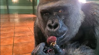 Silverback Gorilla Eats Up Close!