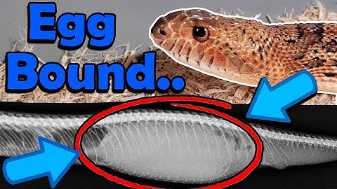 Egg Bound Bullsnake- Emergency Vet Visits!