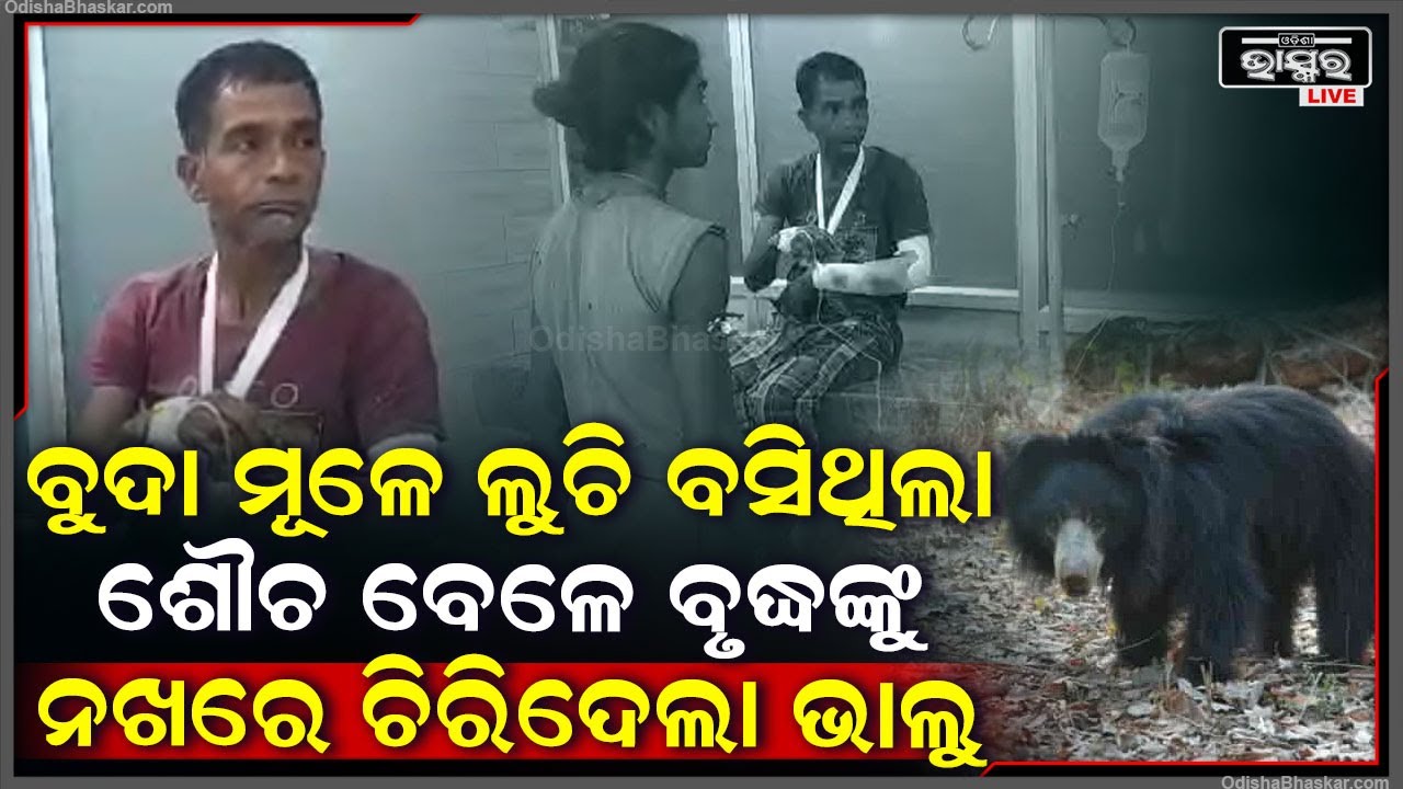 ବୁଦା ମୂଳେ ଲୁଚି ବସିଥିଲା ଭାଲୁ, ଶୌଚ ବେଳେ ବୃଦ୍ଧଙ୍କୁ ଚିରି ପକାଇଲା... ଆଉ ତାପରେ...