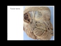 Blood and nerve supply of the face - outline