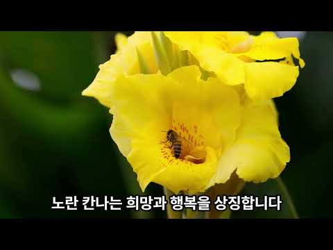 불타는 사랑의 상징 칸나꽃의 놀라운 꽃말