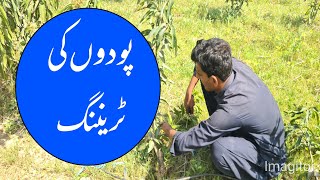 فیلڈ میں آم کے چھوٹے پودوں کی تربیت (Training)