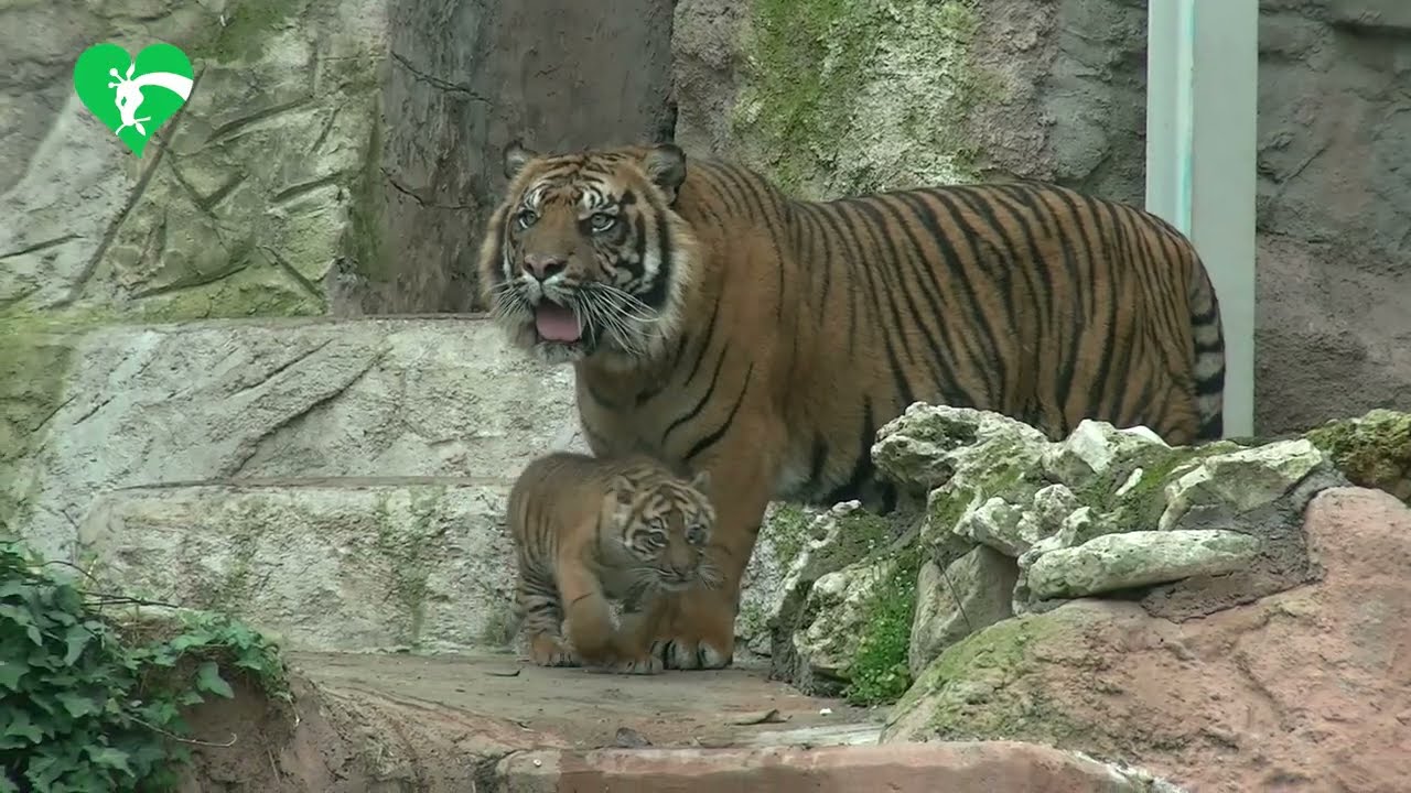La prima uscita di Kala, la piccola tigre di Sumatra, nell'area esterna