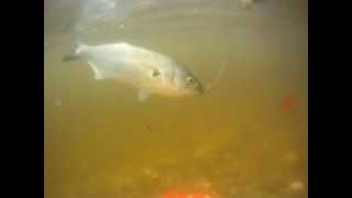 Bluefish Fishin! (gopro)