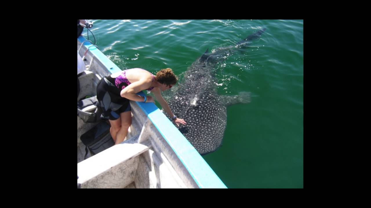 Do Whale Sharks Attack Humans? See the Proof YouTube