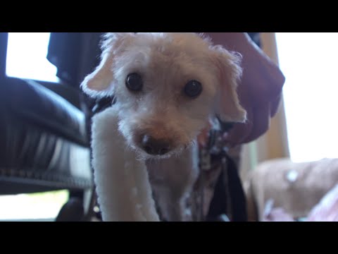 Video: Terminally Ill Dog are atât de mult pentru a-și preda tânărul tată Fospice