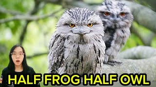 Half Frog Half Owl