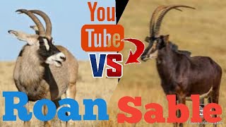 Sable And Roan Antelopeshippotraginaehorse Antelopes