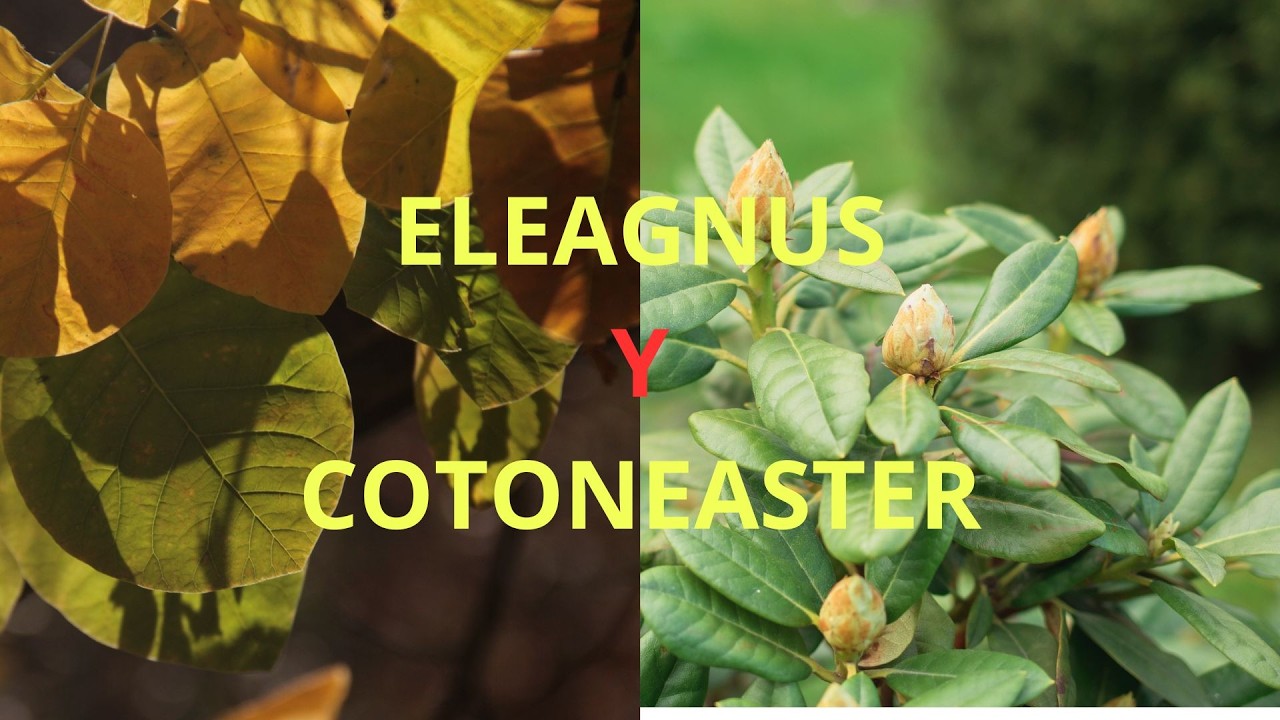 DIFERENCIAS ENTRE COTONEASTER Y ELEAGNUS- Mucha información
