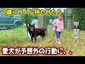 【甲斐犬】2歳にリード持たせたら、愛犬が予想外の行動に・・・