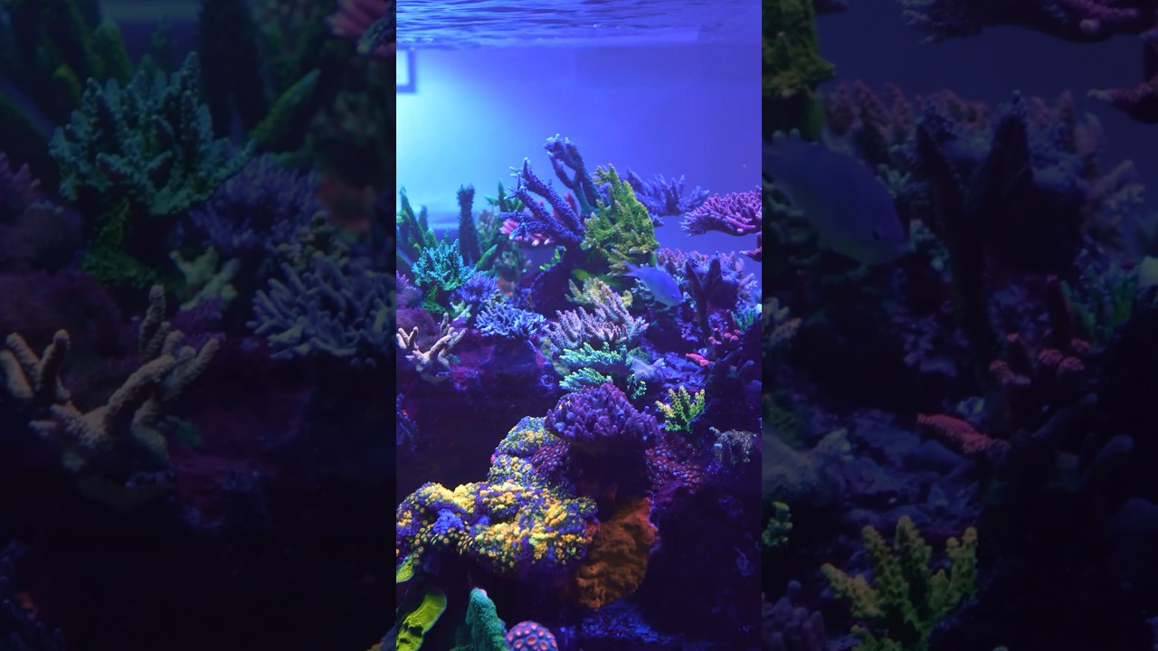 750 Gallon Acro Tank!! So Many Colors!! 