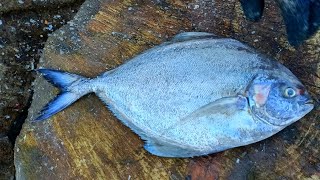 Trevally Fish Cutting | Fish Cutting Videos | CT 360*