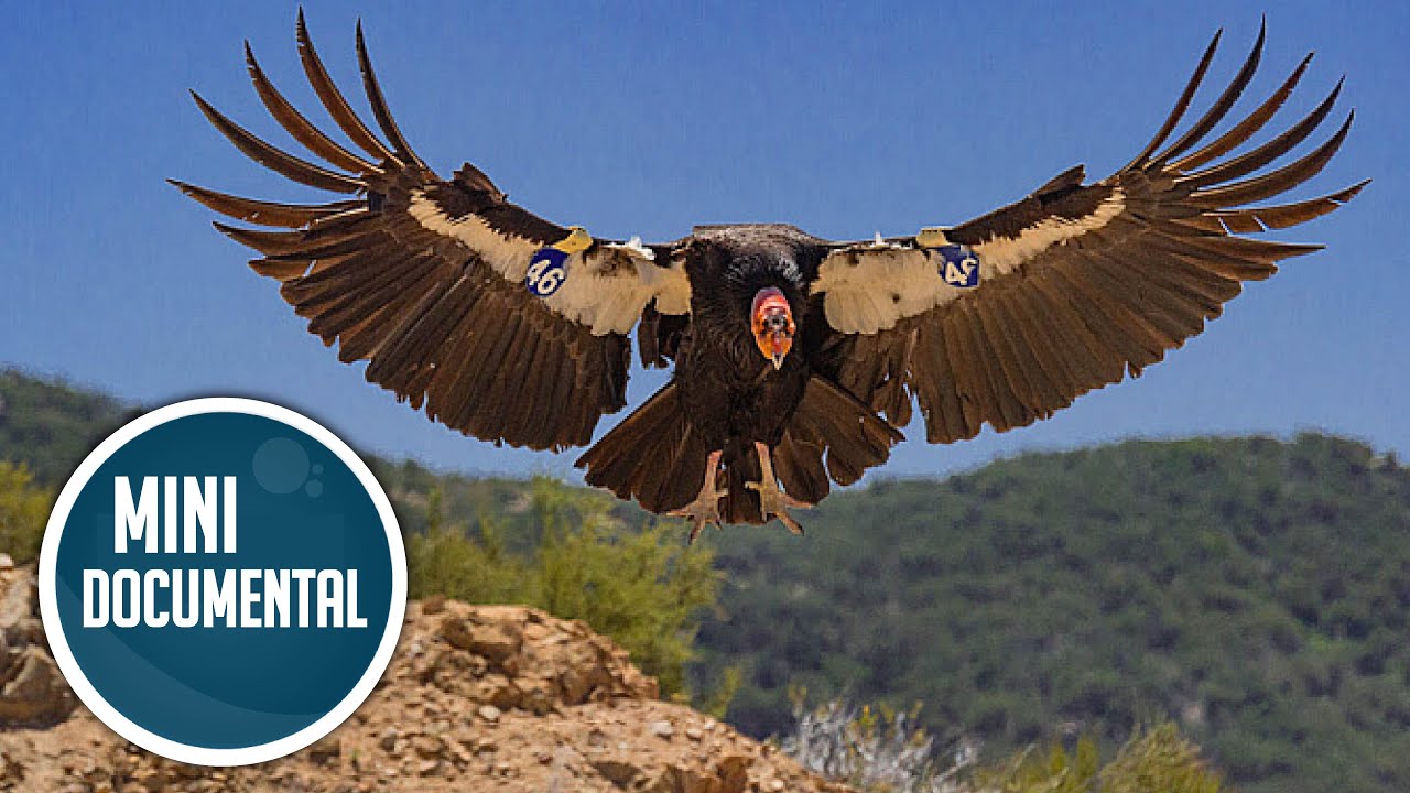 Cóndor de California (mini documental)