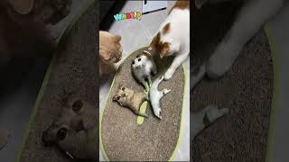 My Cat Thinks This Pillow Is an Impostor #CatReactionVideo #FunnyPets #PetHumor #CatBehavior