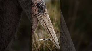 This Bird Waits for Things to Die