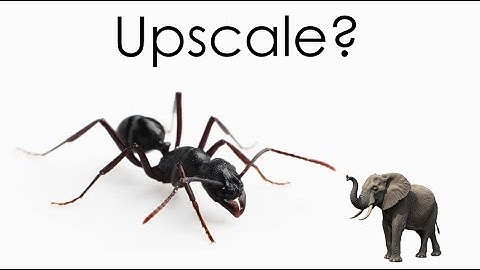 Spec evo short : The bigness of bugs