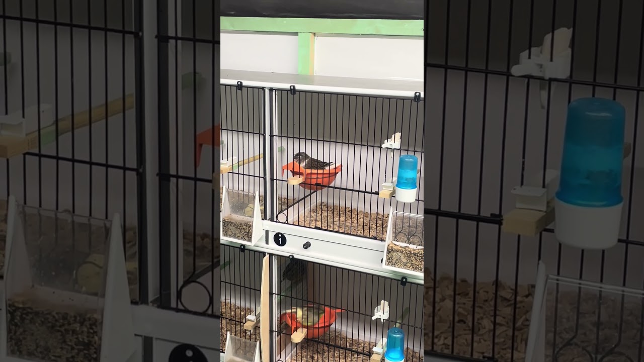 Hen starting to build her nest 