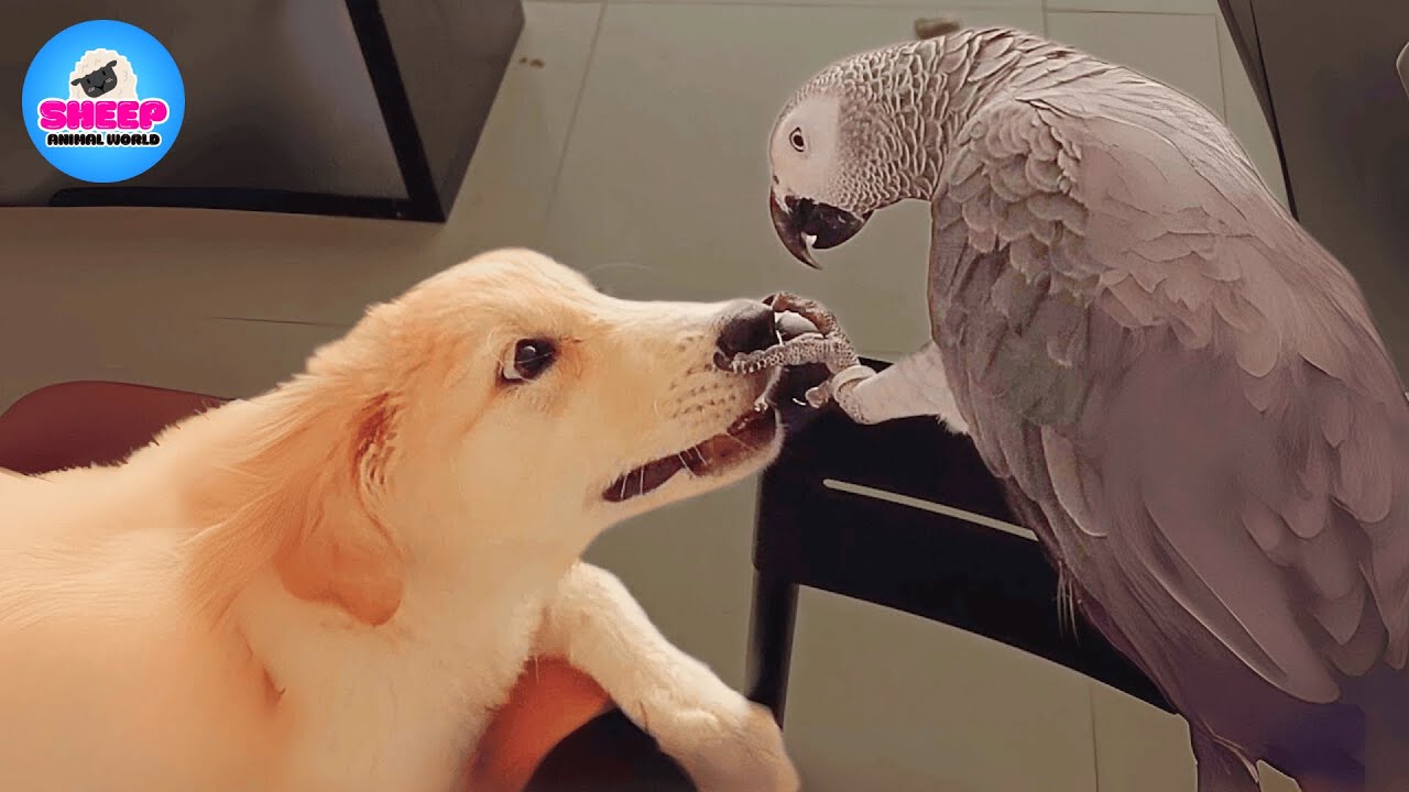 Our Parrot Hated The New Puppy Until This Happened YouTube our-parrot-hated-the-new-puppy-until-this-happened-youtube