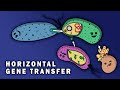 Bacterial Gene Transfer: Conjugation & Transduction