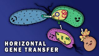 CONJUGATION, TRANSFORMATION, TRANSDUCTION (HORIZONTAL GENE TRANSFER)