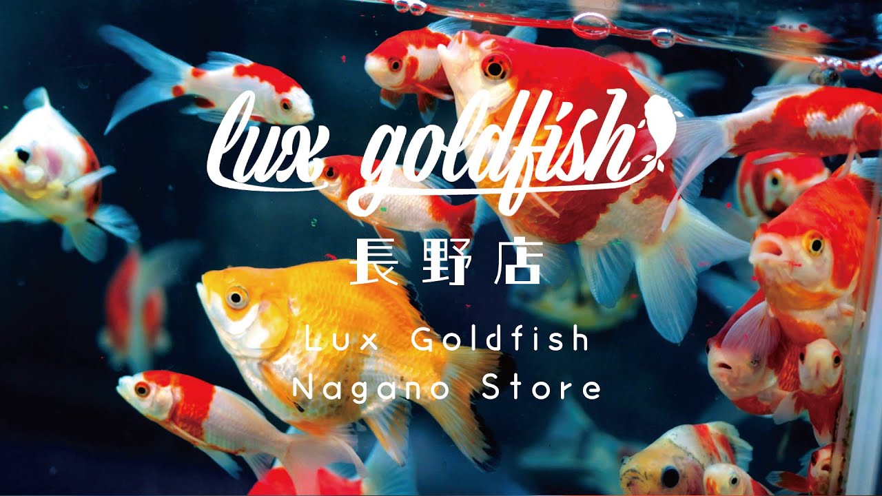 Lux goldfish「Lux goldfish 長野店 Concept Movie」MV制作実績